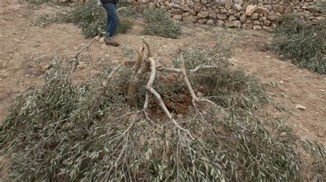 İşgalci Yahudiler Batı Şeria'da Filistinli çiftçiye ait yüzlerce ağacı kesti - Son Dakika Haberleri